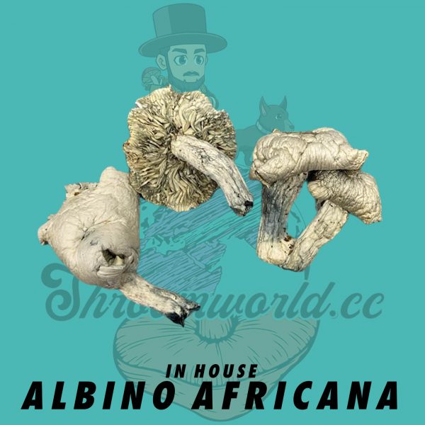 Albino Africana In House Strain